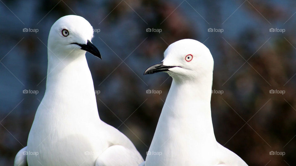 white travel birds tourist by mmcook