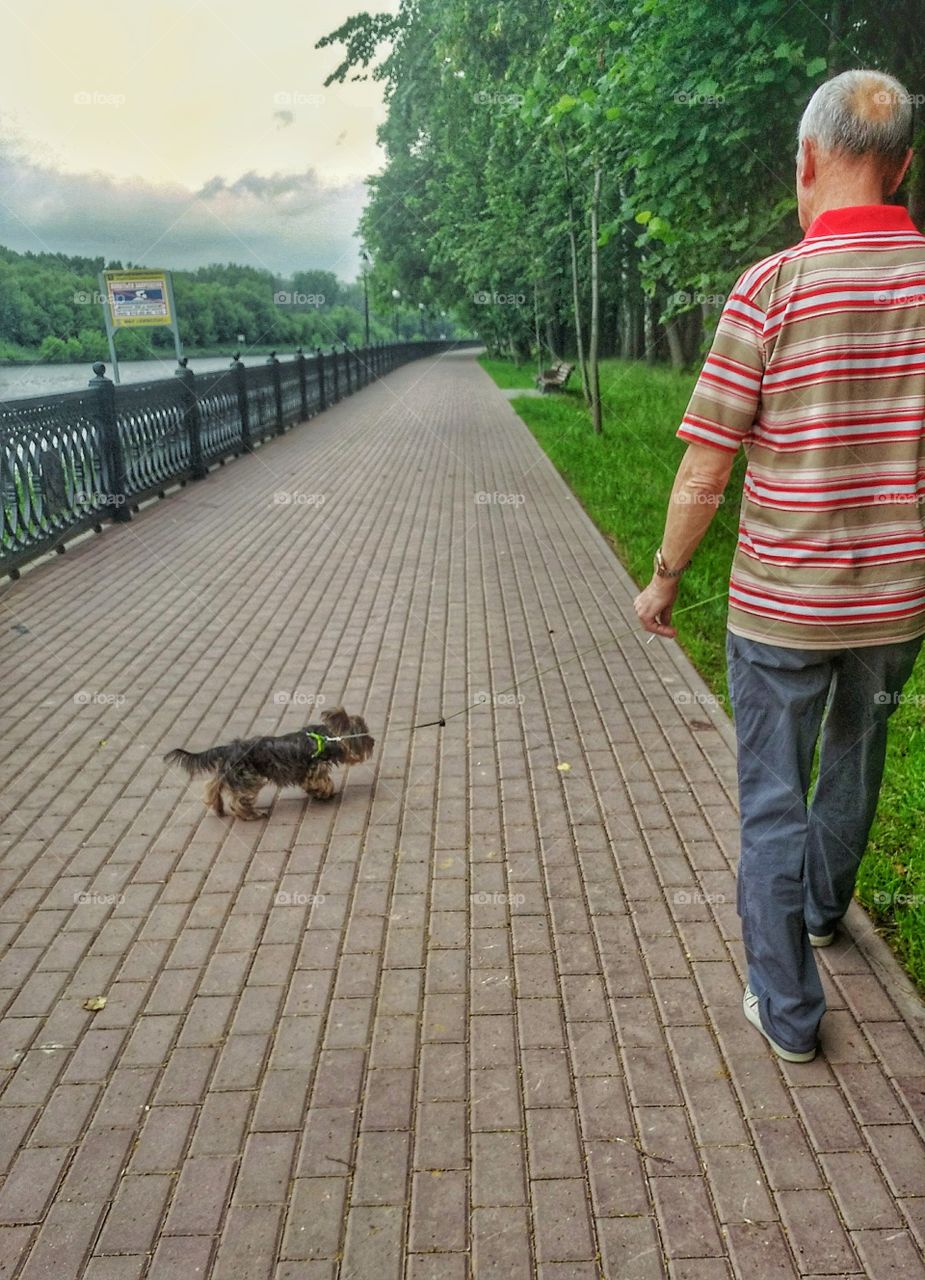 Small dog walking.