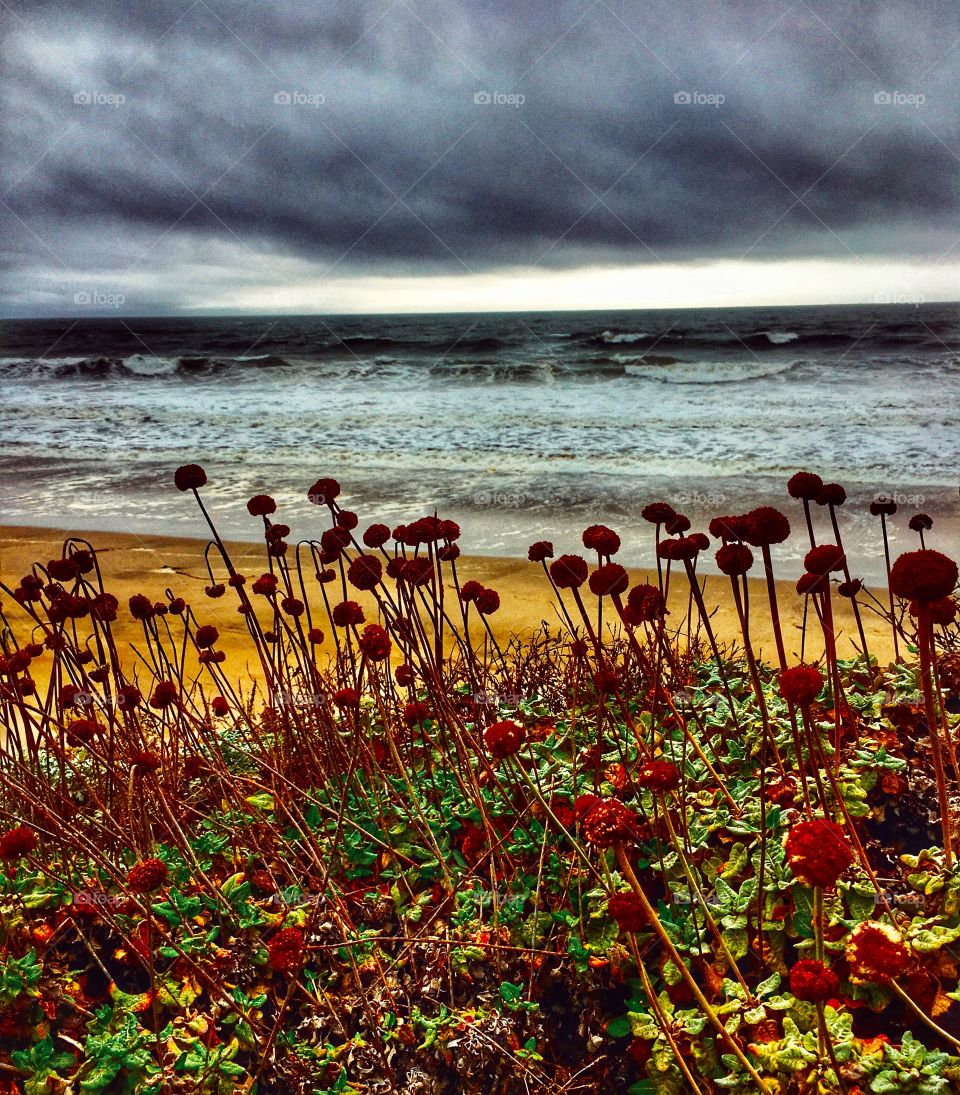 California beach with wildflowers in stormy weather