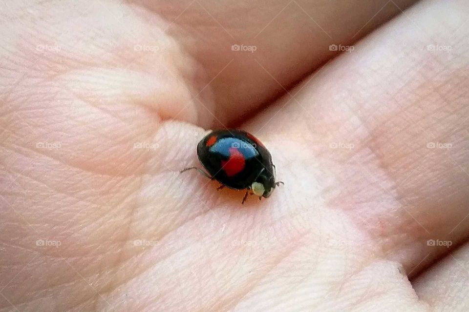 Lady bug