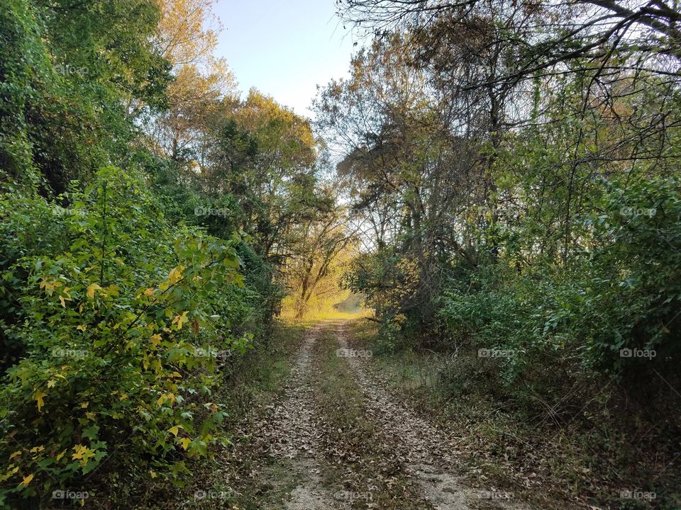 a path in the woods of Maryland