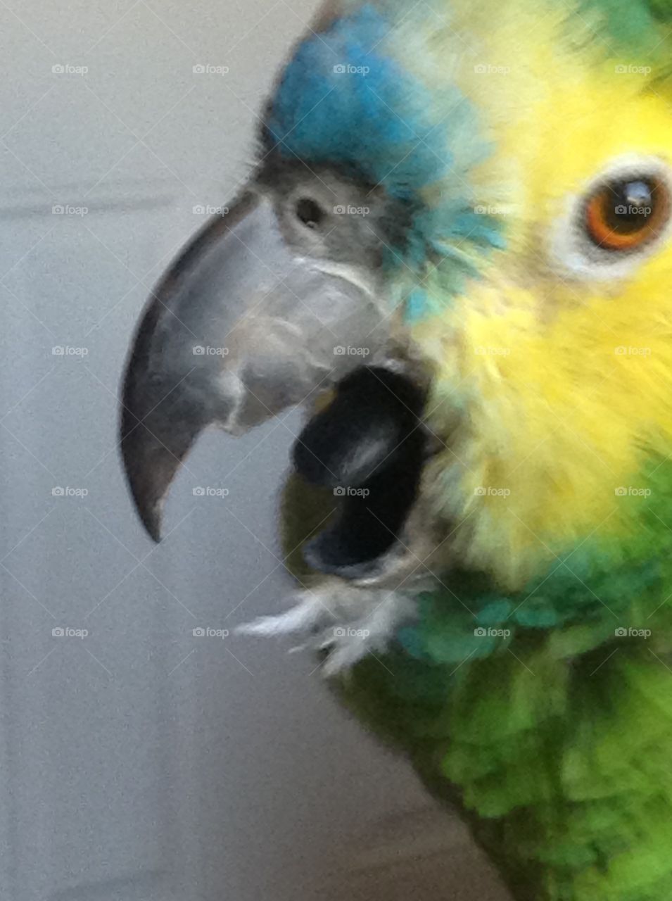 Parrot with beak open