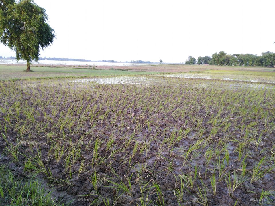 flood earth with rice plant ziri