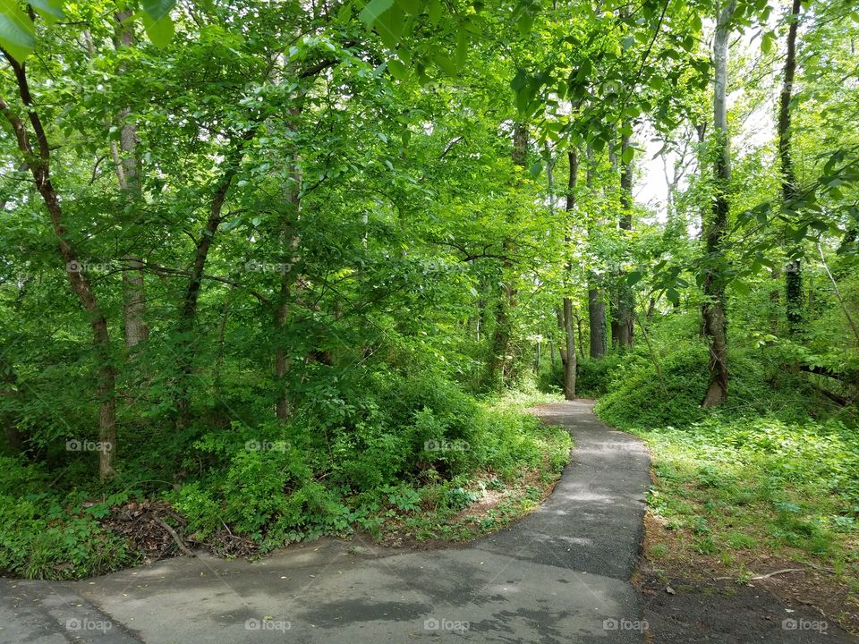 Forest path