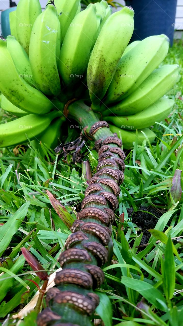 Banana Harvest,Big Island.