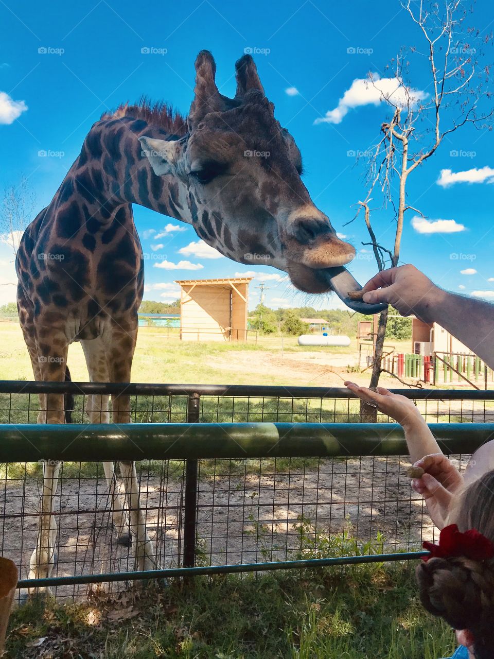 Gorgeous photo of beautiful giraffe eating right out of our hands at animal park!!