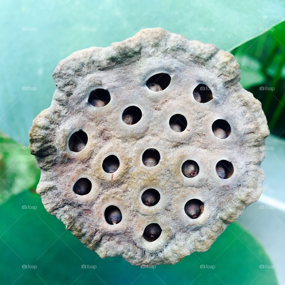 Dried Lotus Seed