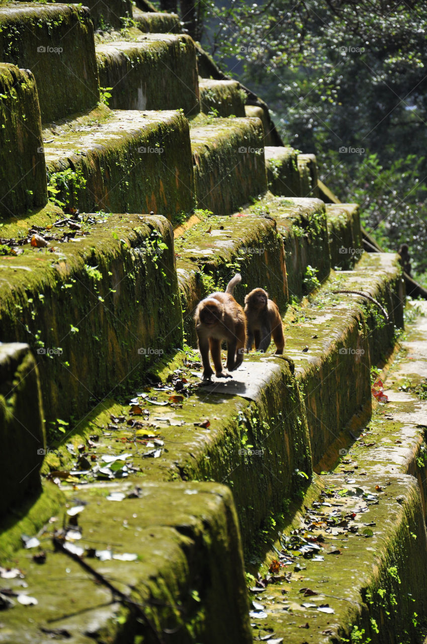 monkey in Kathmandu