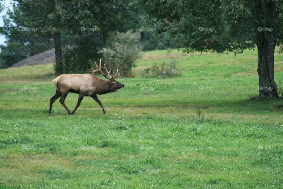 trotting elk