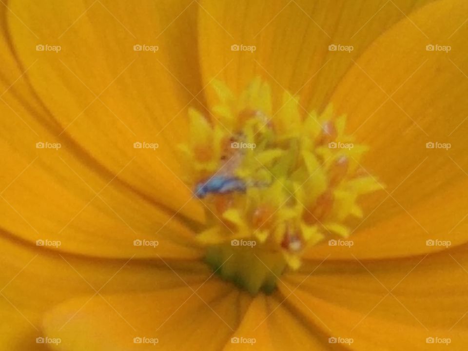 Happy Bee And Flower