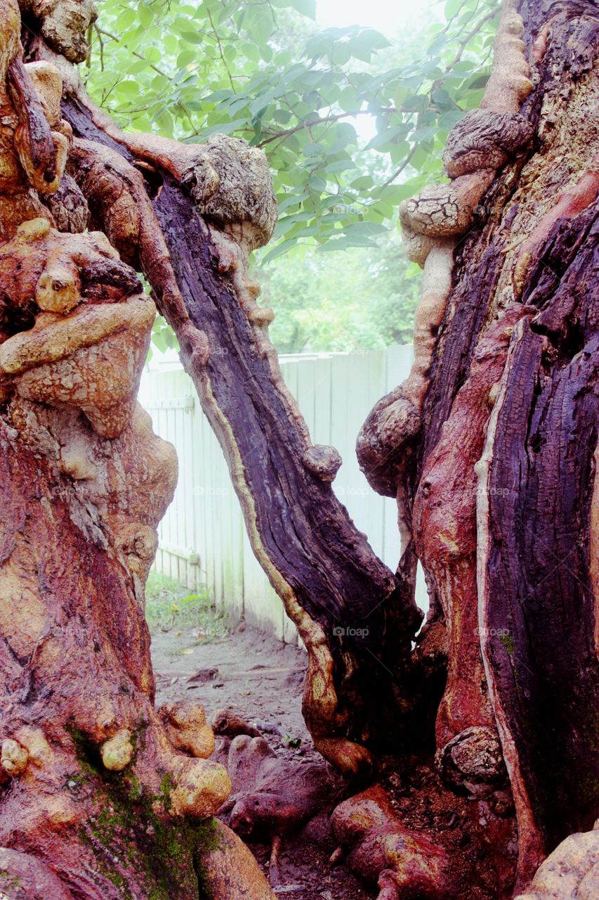 Natures wooden sculpture...