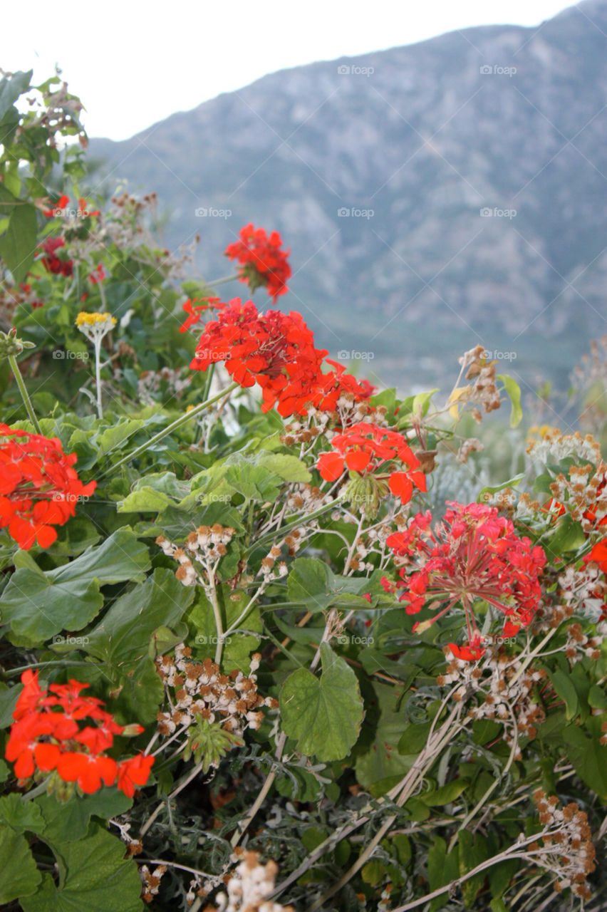 flowers red wildlife greece by kevin_lane