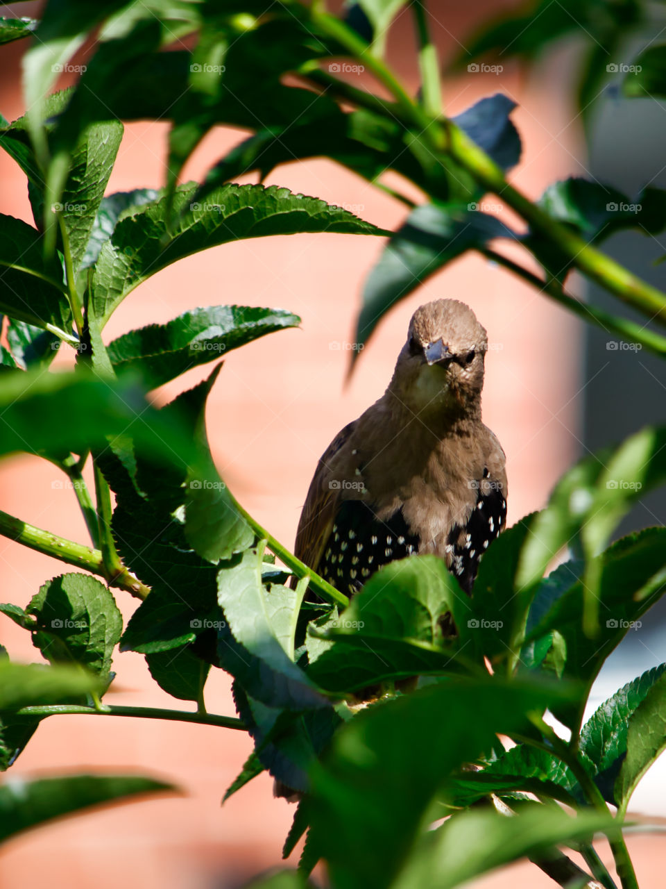 Baby starlings in the bushes