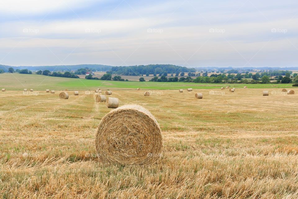 Big straw hay rolls in a big open field at harvest time on the Swedish countryside 
