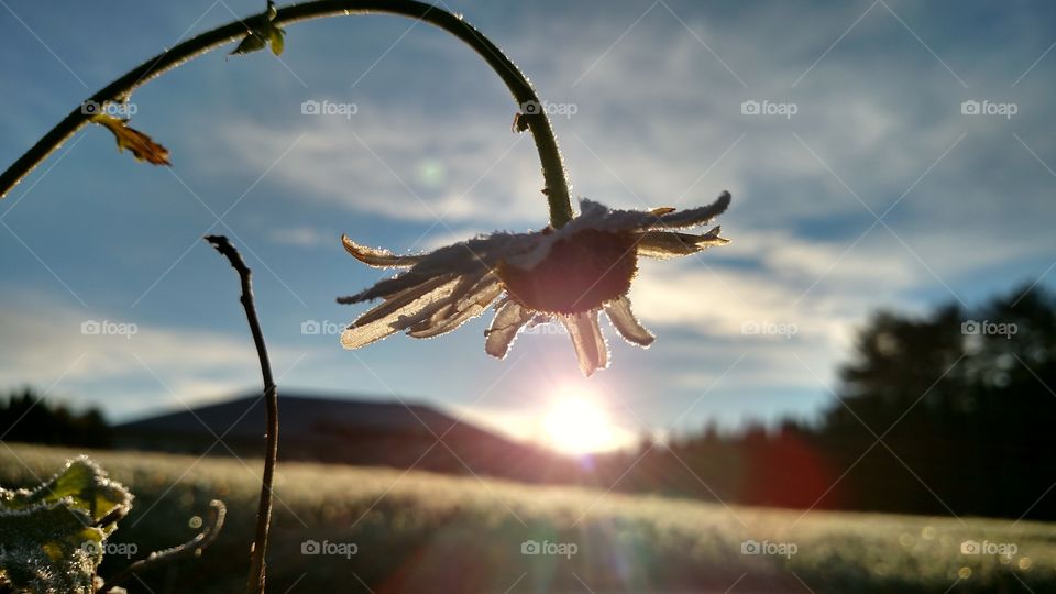 Frosted Daisy with the sunrise.