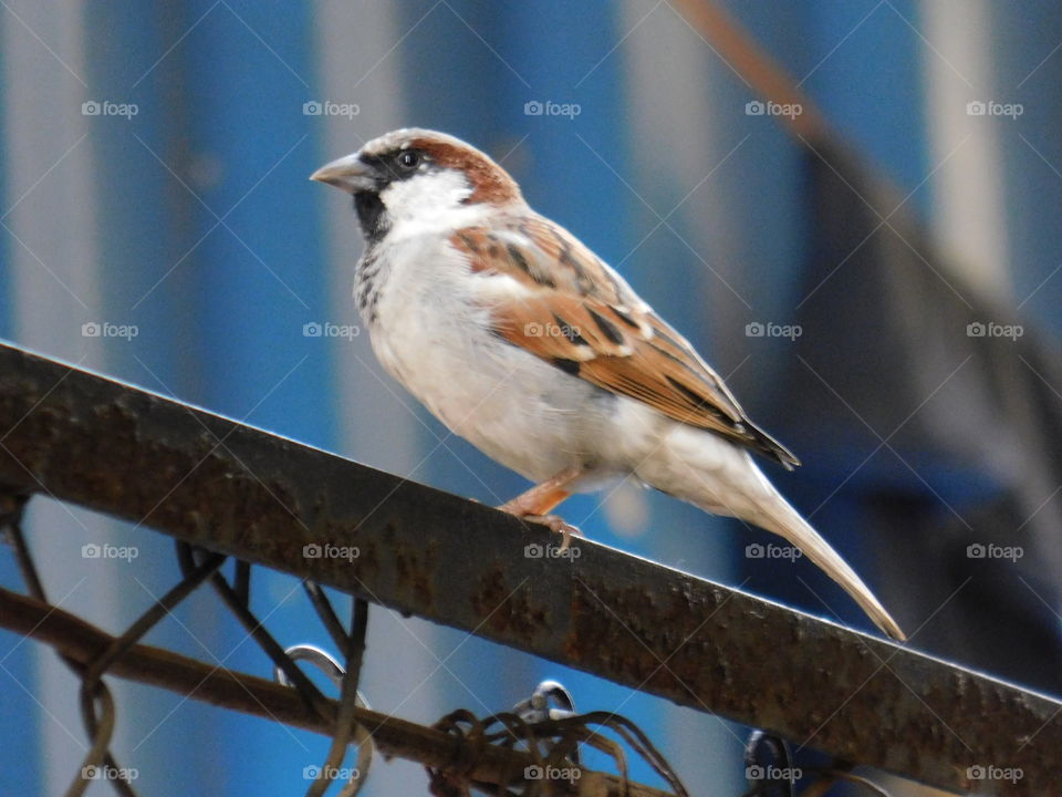 Sparrow Standing and looking on iron bar.