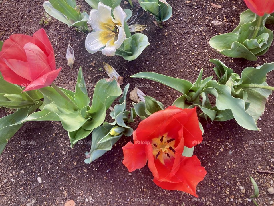 Tulips 