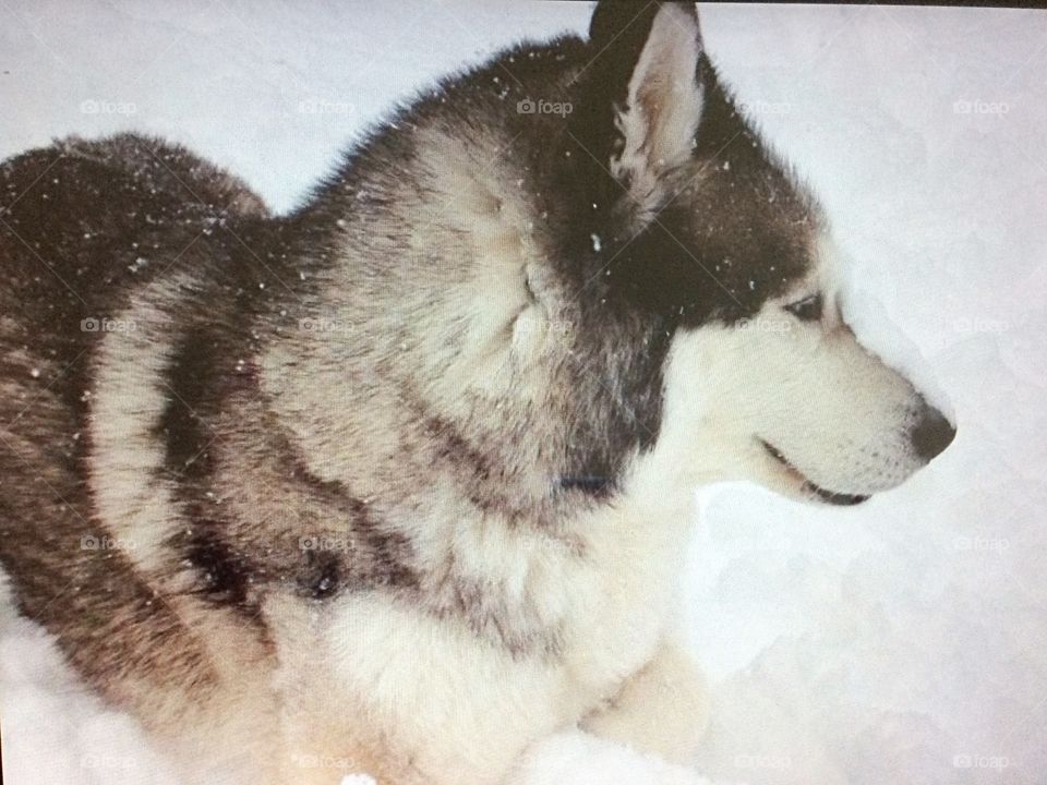 Incredible Husky Dogs