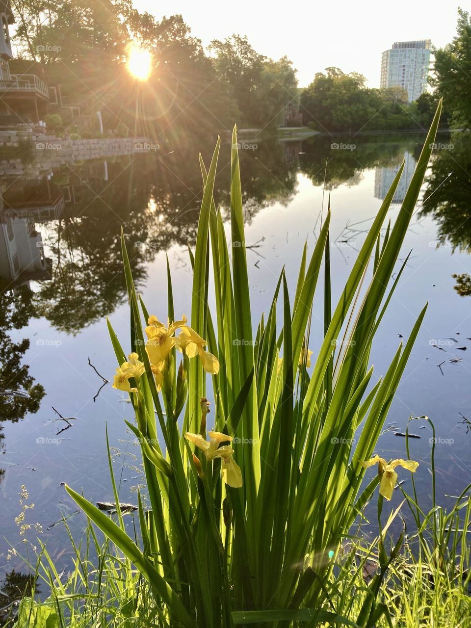 A yellow iris glowing in the morning sun.