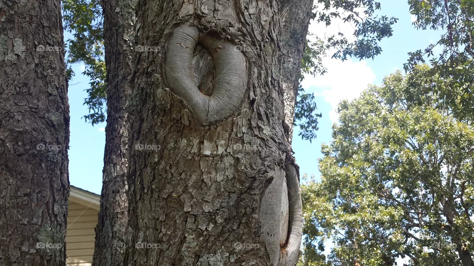 tree