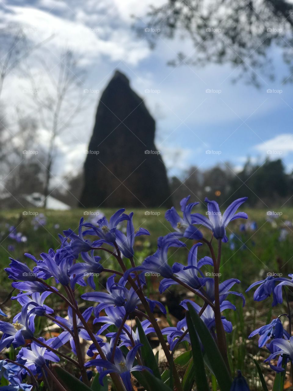 Spring flowers