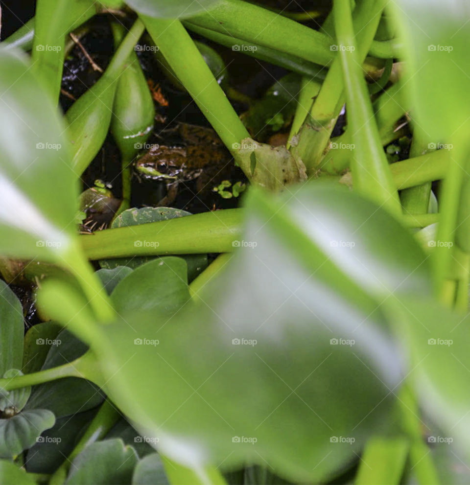 hiding frog. frog peers out from behind leaves in pond