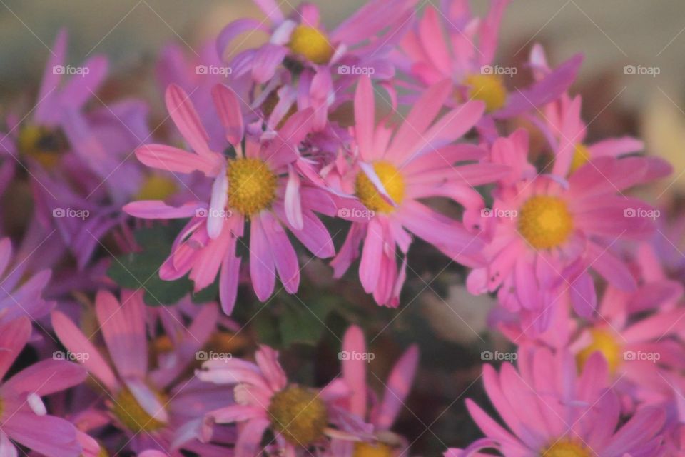 Pink daises 