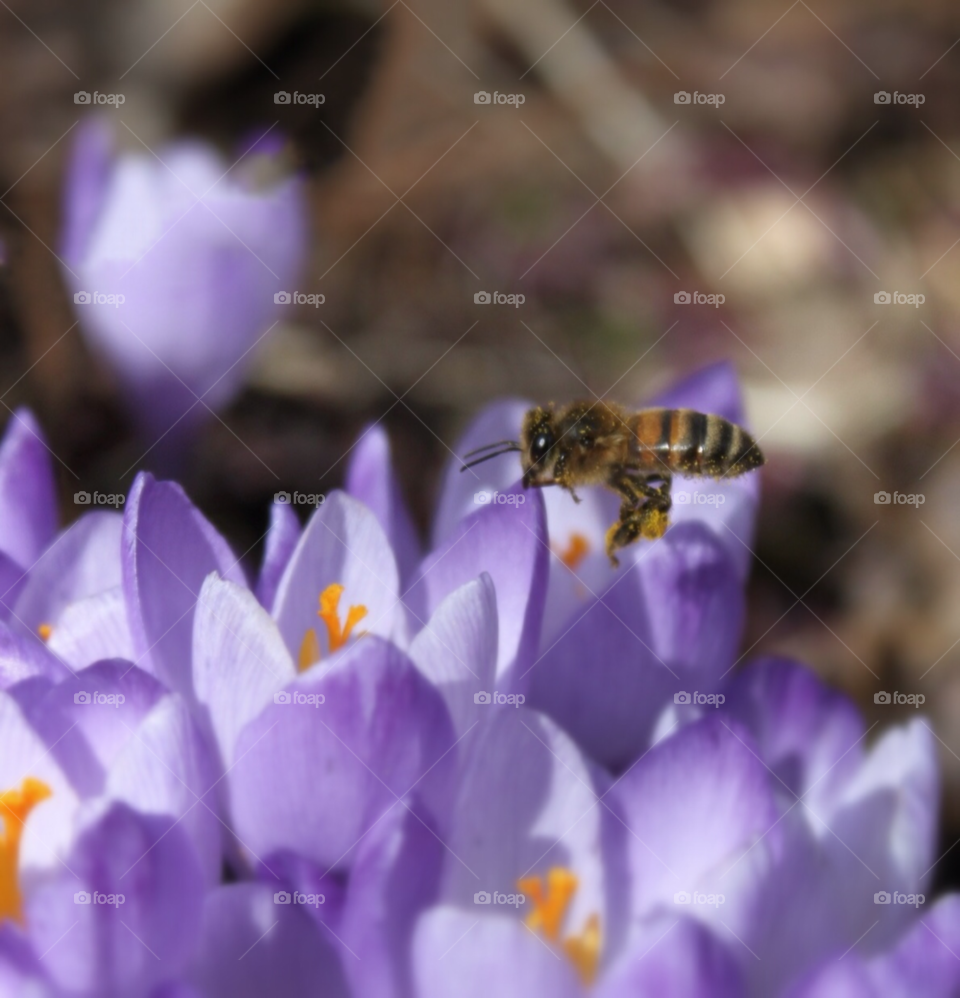 spring nature flower purple by sergio_from_ireland