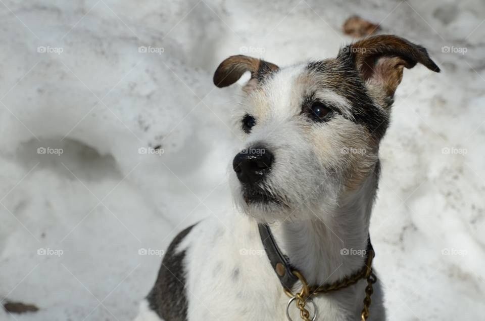 Jack Russel Terrier