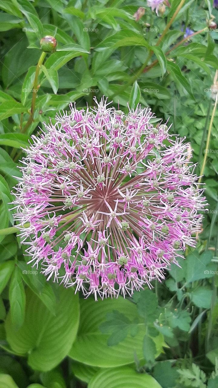 spring flowers purple ball  decorative bow