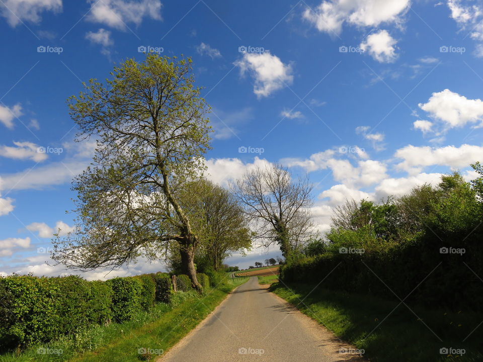 rural landscape 