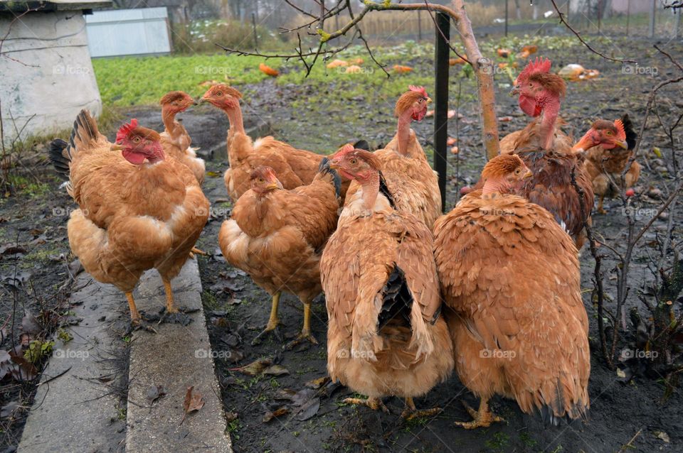 chickens in the village in autumn