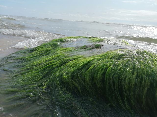 Green sea plants