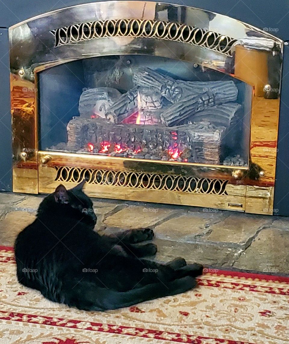 Cats, black cat in front of fireplace 🐾