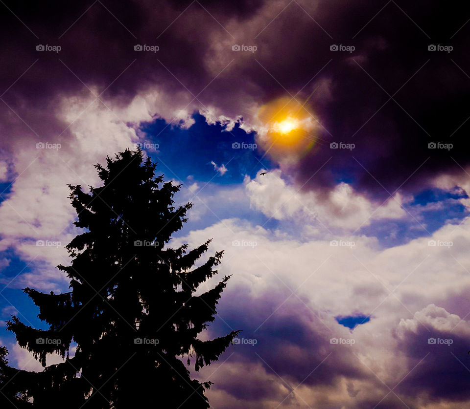 Tree ponk clouds sun bleu sky