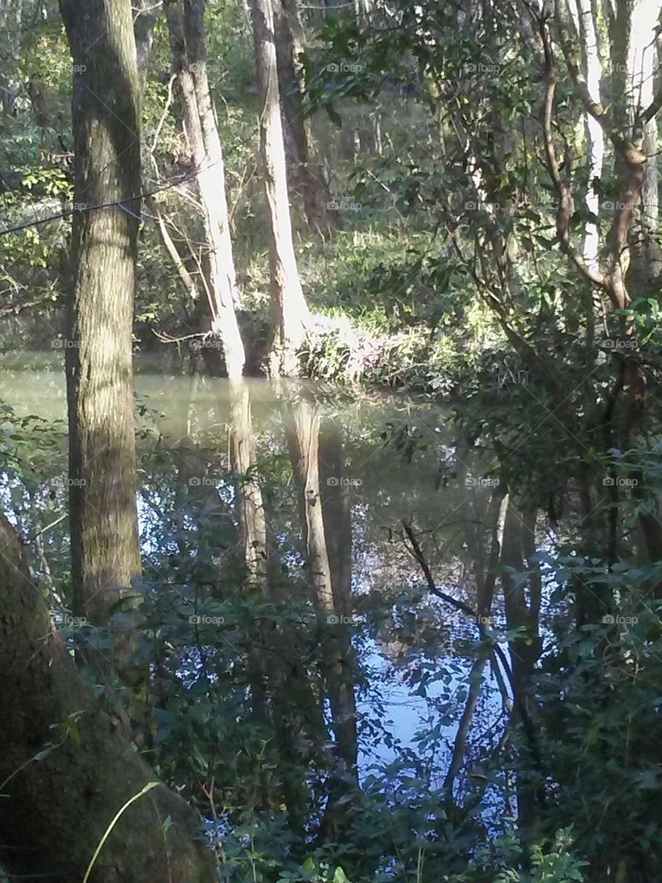 peaceful swamp area Bogolusa Louisiana