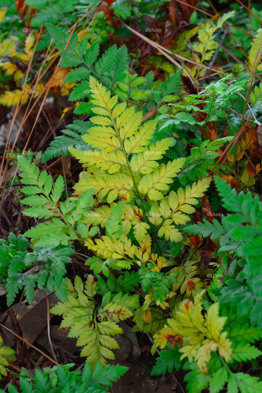 Fern Colors, Slidell, La.