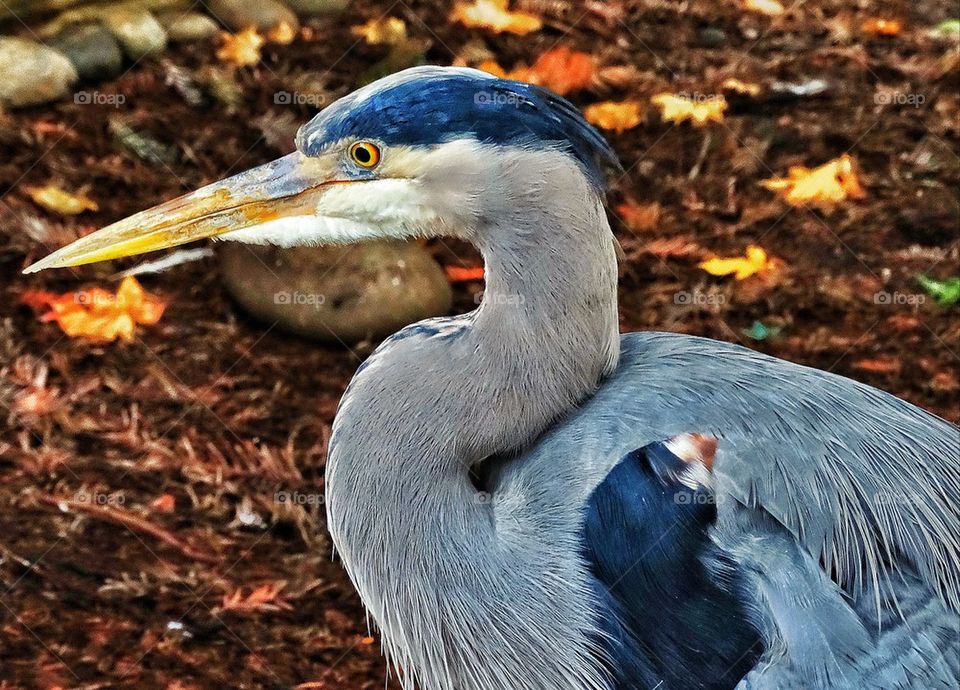 Great blue heron