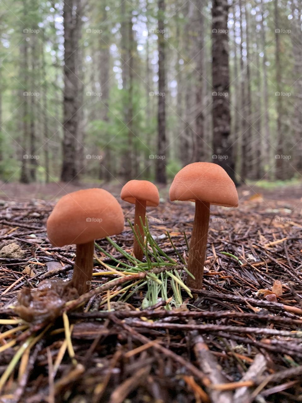 3 wild mushrooms 