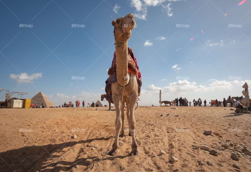 Camel riding experience