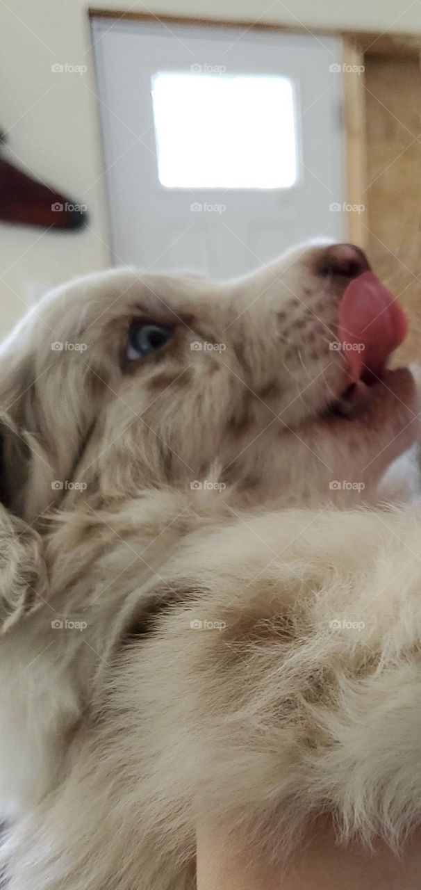 Super Adorable Red Merle Texas Heeler Puppy! Smiling, cute, full of life. Looks like he's eating an ice cream!🍨🍨🍦🍨