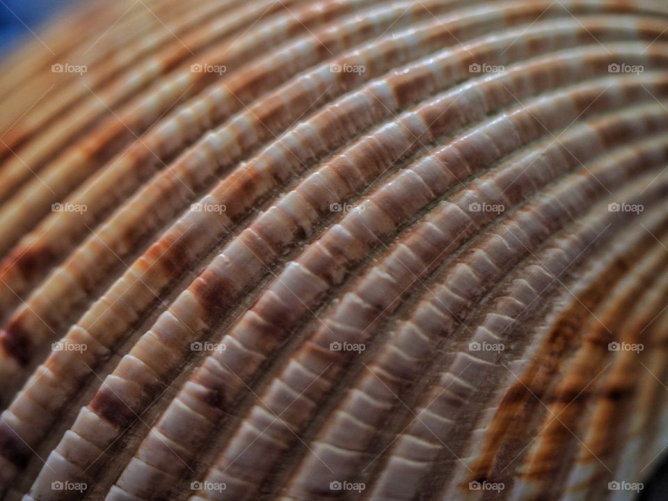 Extreme close-up of a shell