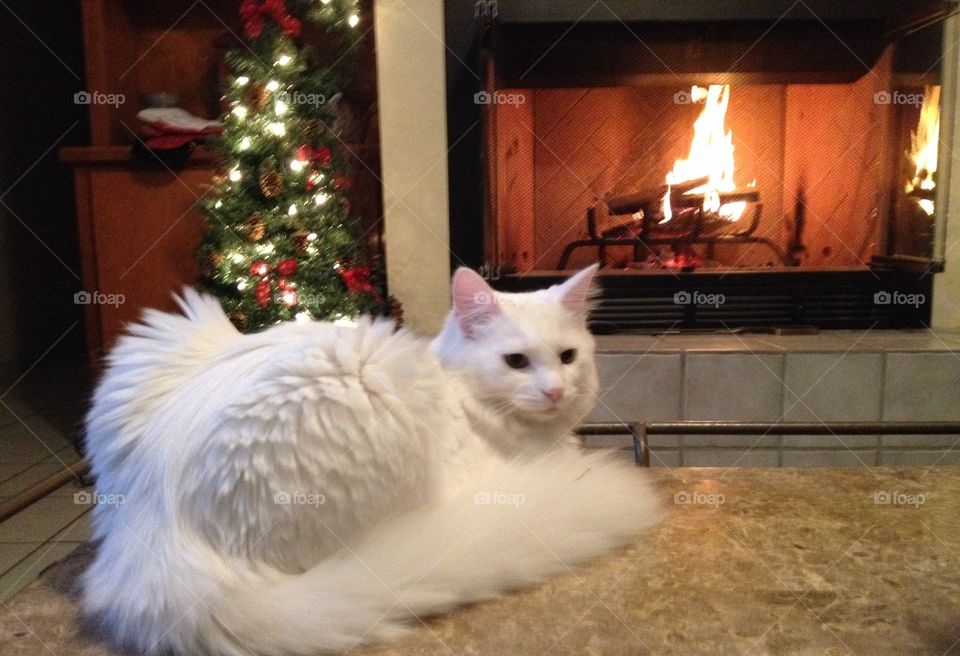 Kitty Christmas by the fire. Kitty