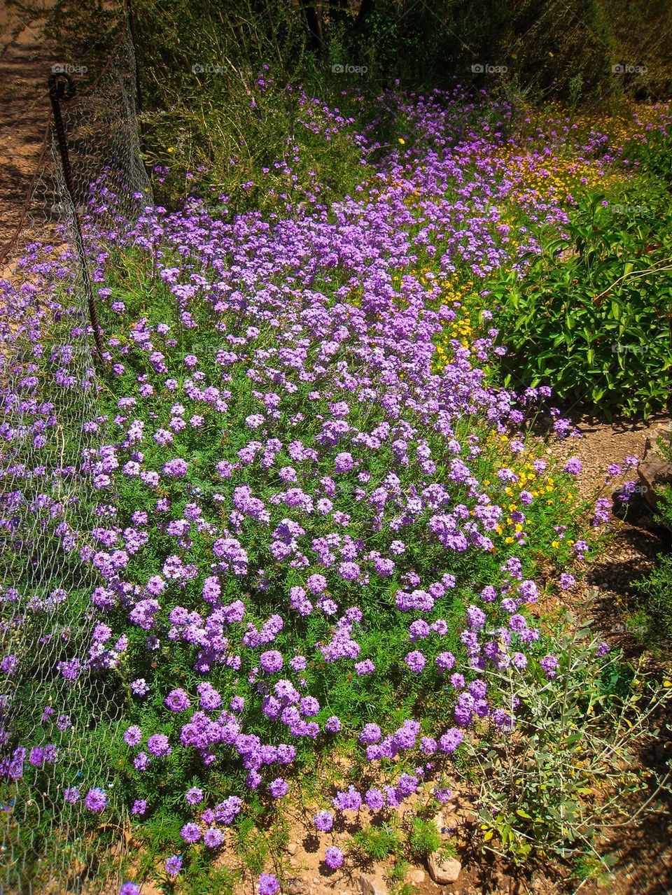 Flowering Pathway