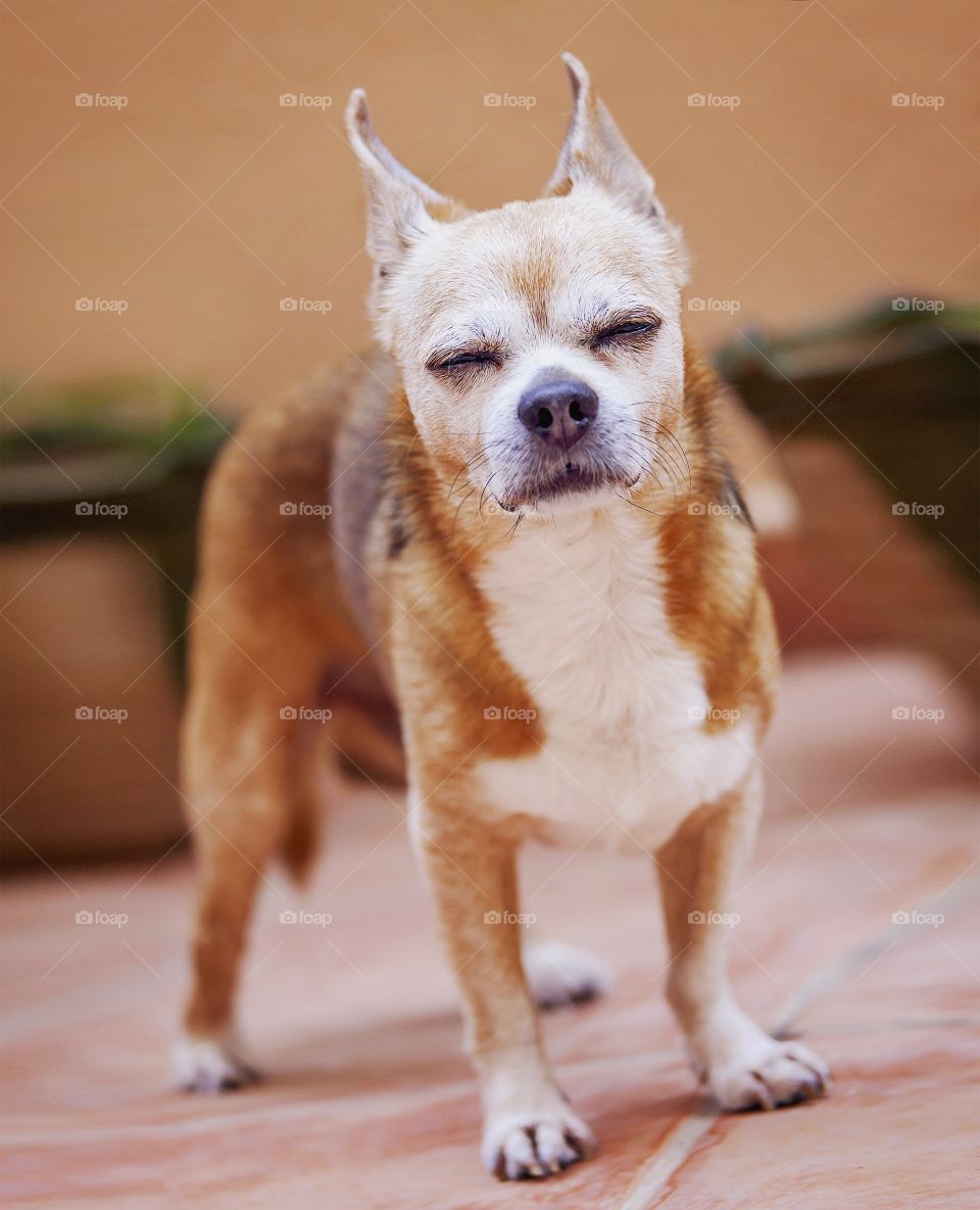 old chihuahua