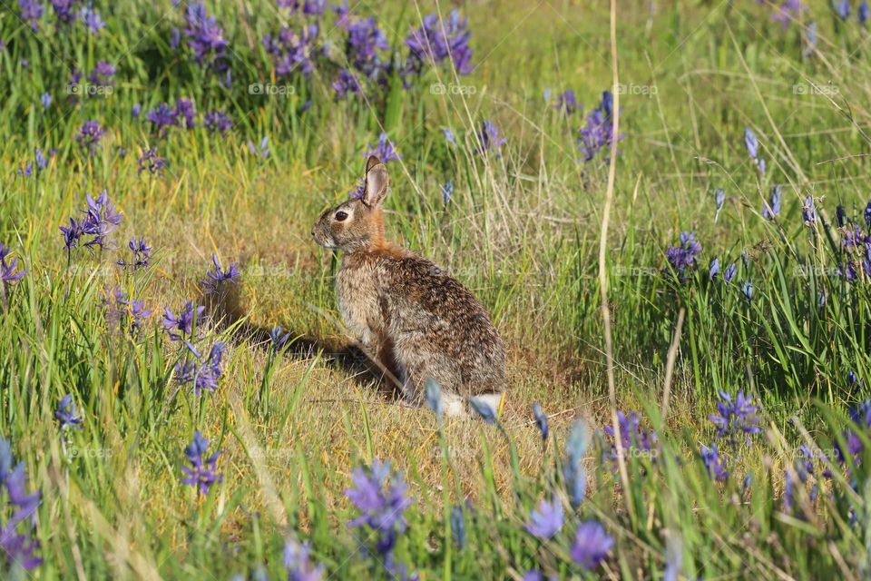 Rabbit in the garden