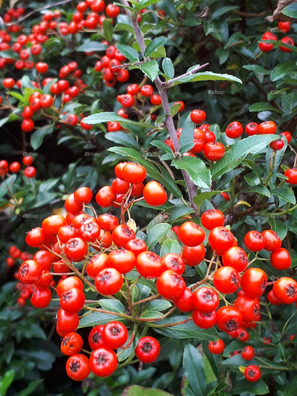 Berry, Leaf, Nature, Fruit, Tree