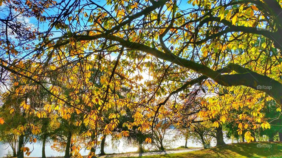 one of nature's creation are the trees with its colorful leaves during the autumn season.