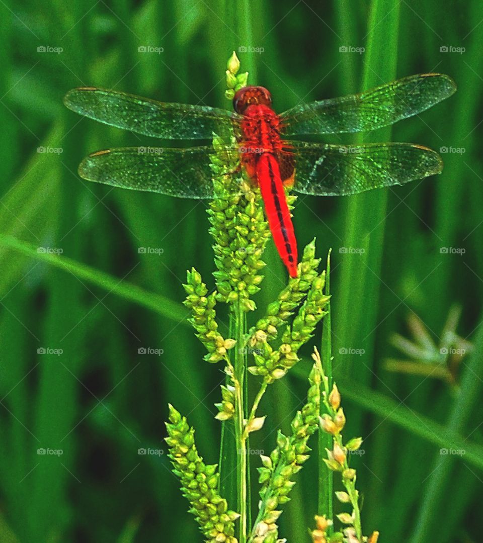 Dragonfly..