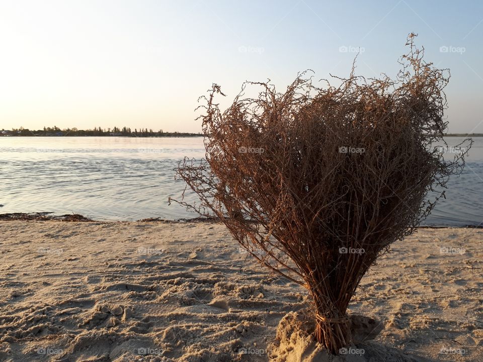 Dry bush at the sunset beach